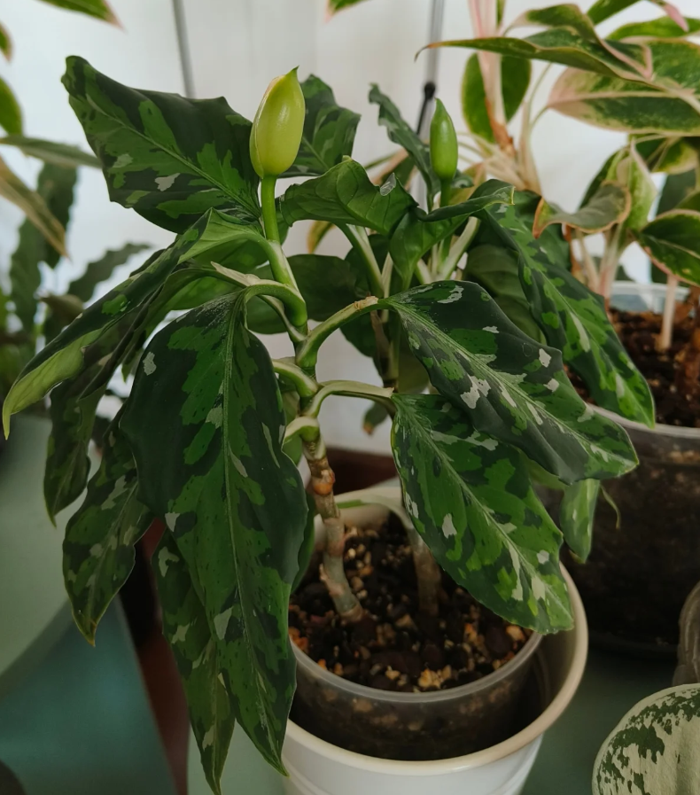 Aglaonema pictum tricolor camouflage-pattern leaves
