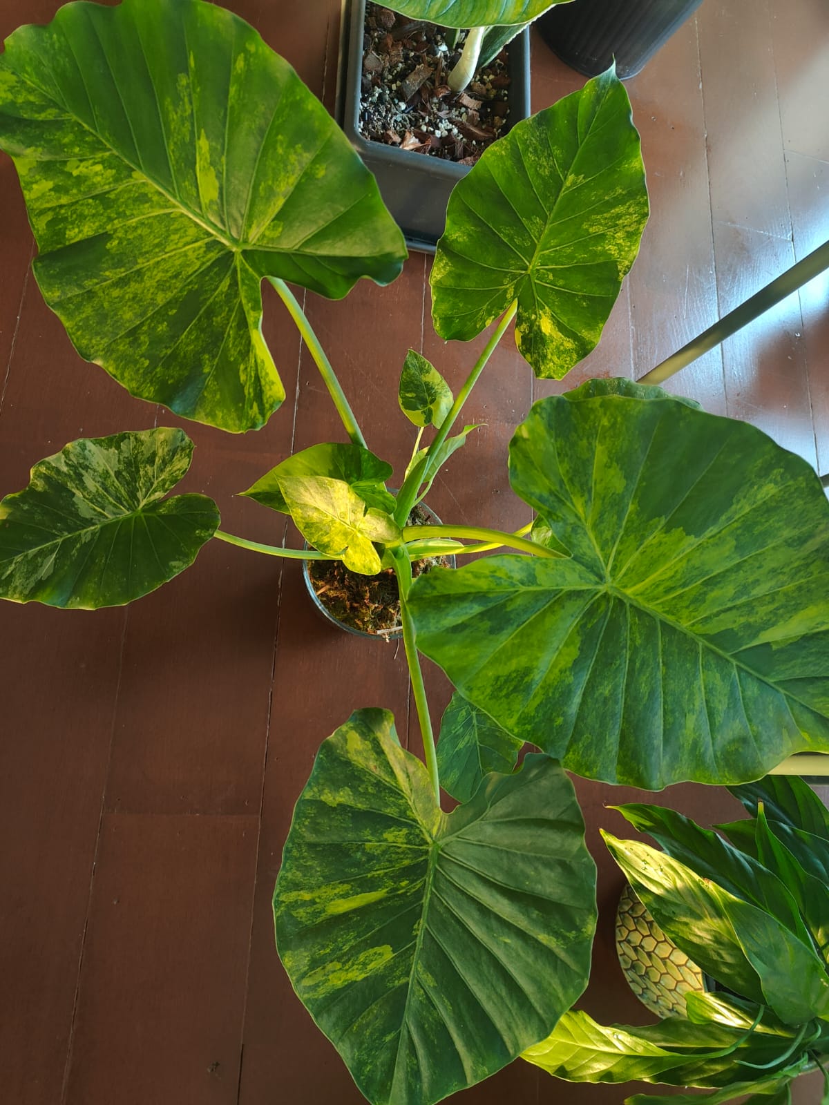 Alocasia macrorrhizos Aurea with chartreuse leaves
