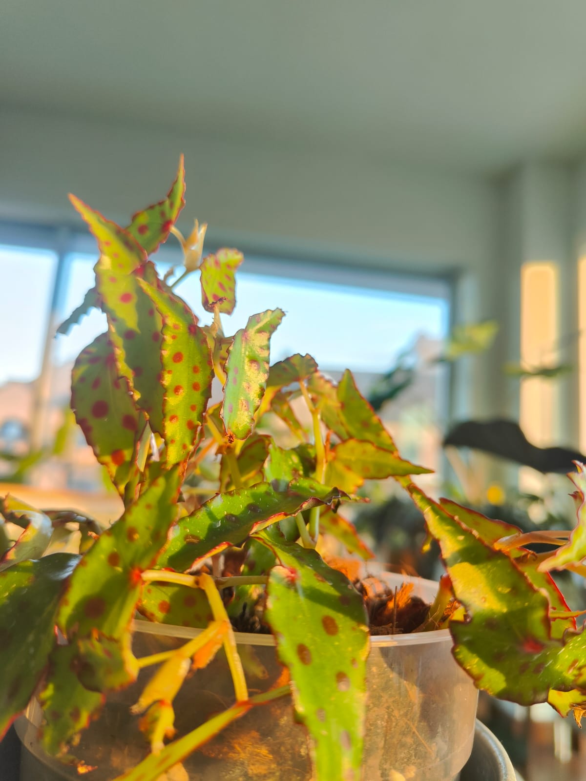Begonia maculata with silver polka-dot leaves