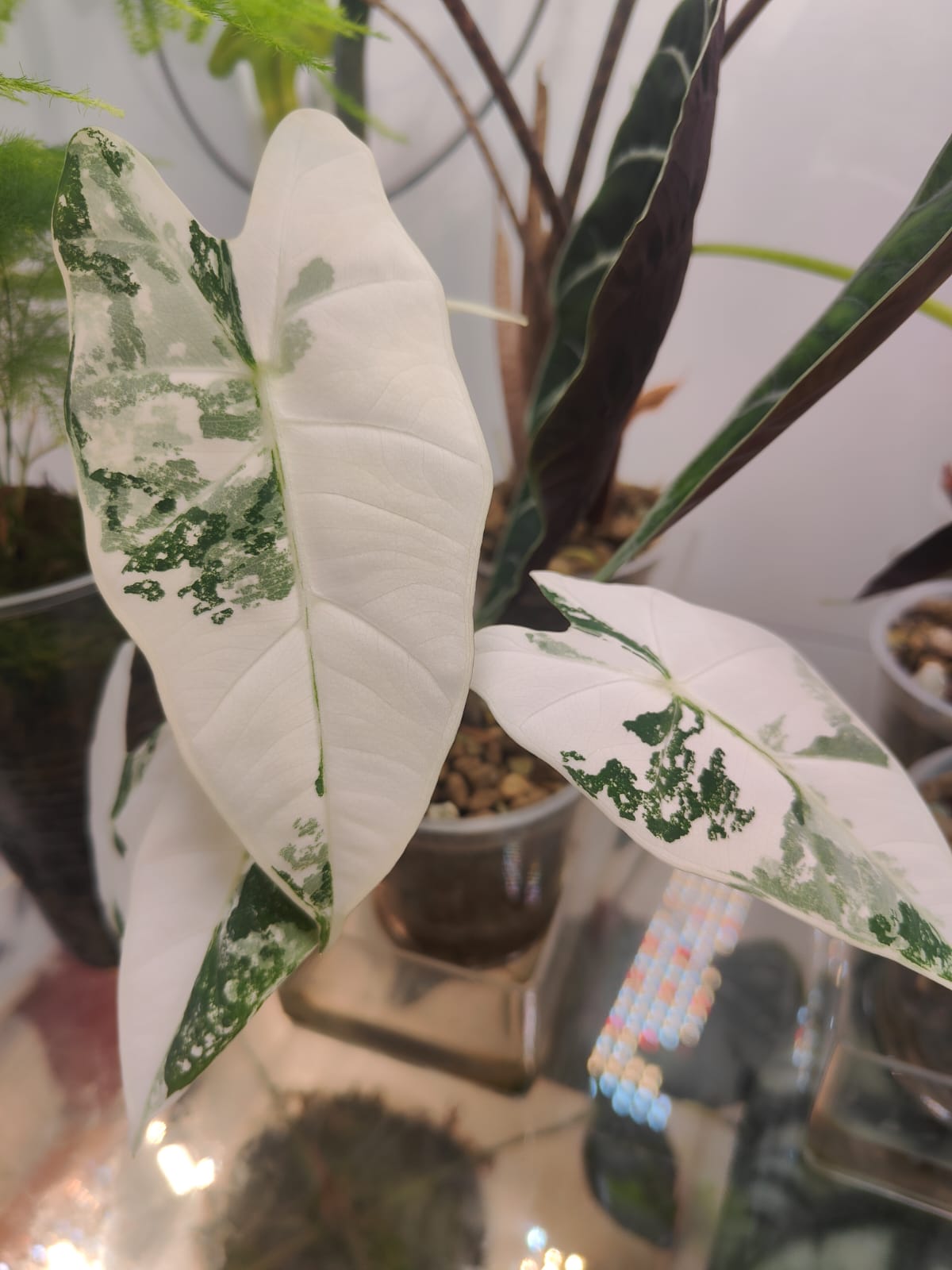 Alocasia Frydek verigated