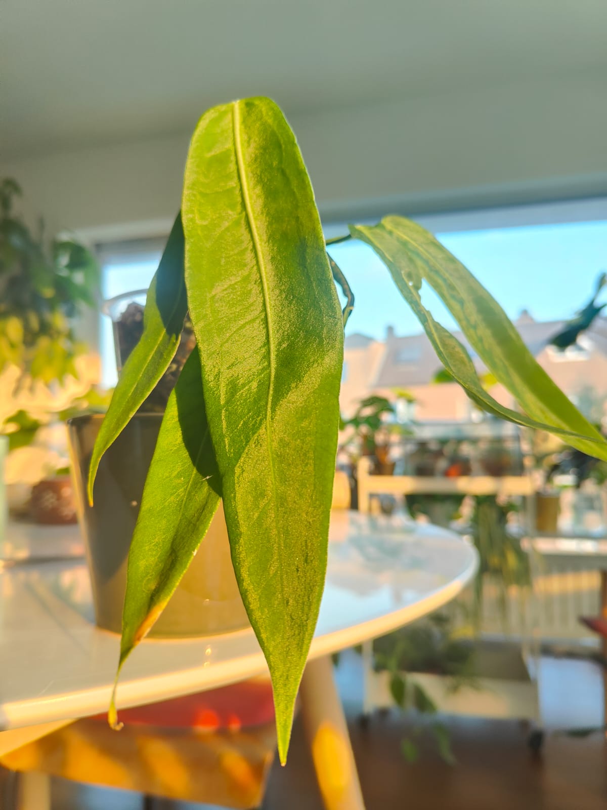 Long strappy leaves of Anthurium pallidiflorum hanging