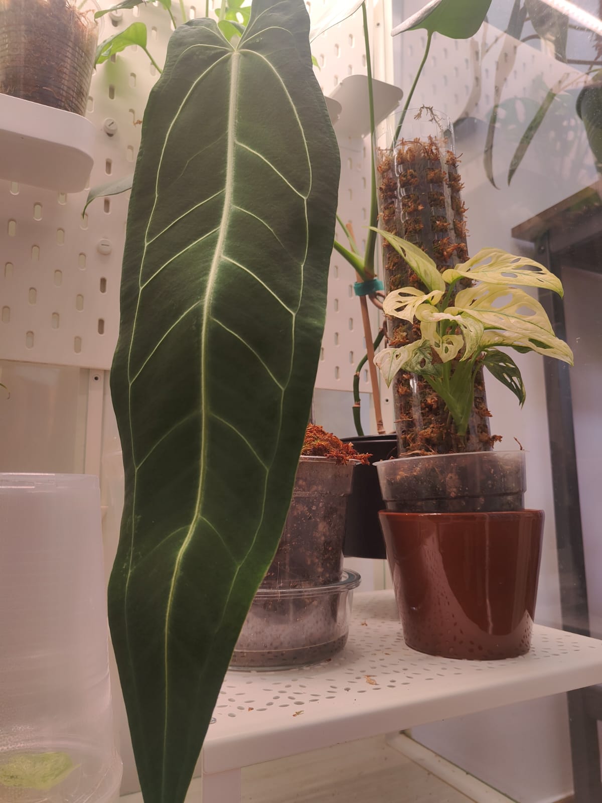 Anthurium warocqueanum with elongated velvety leaves