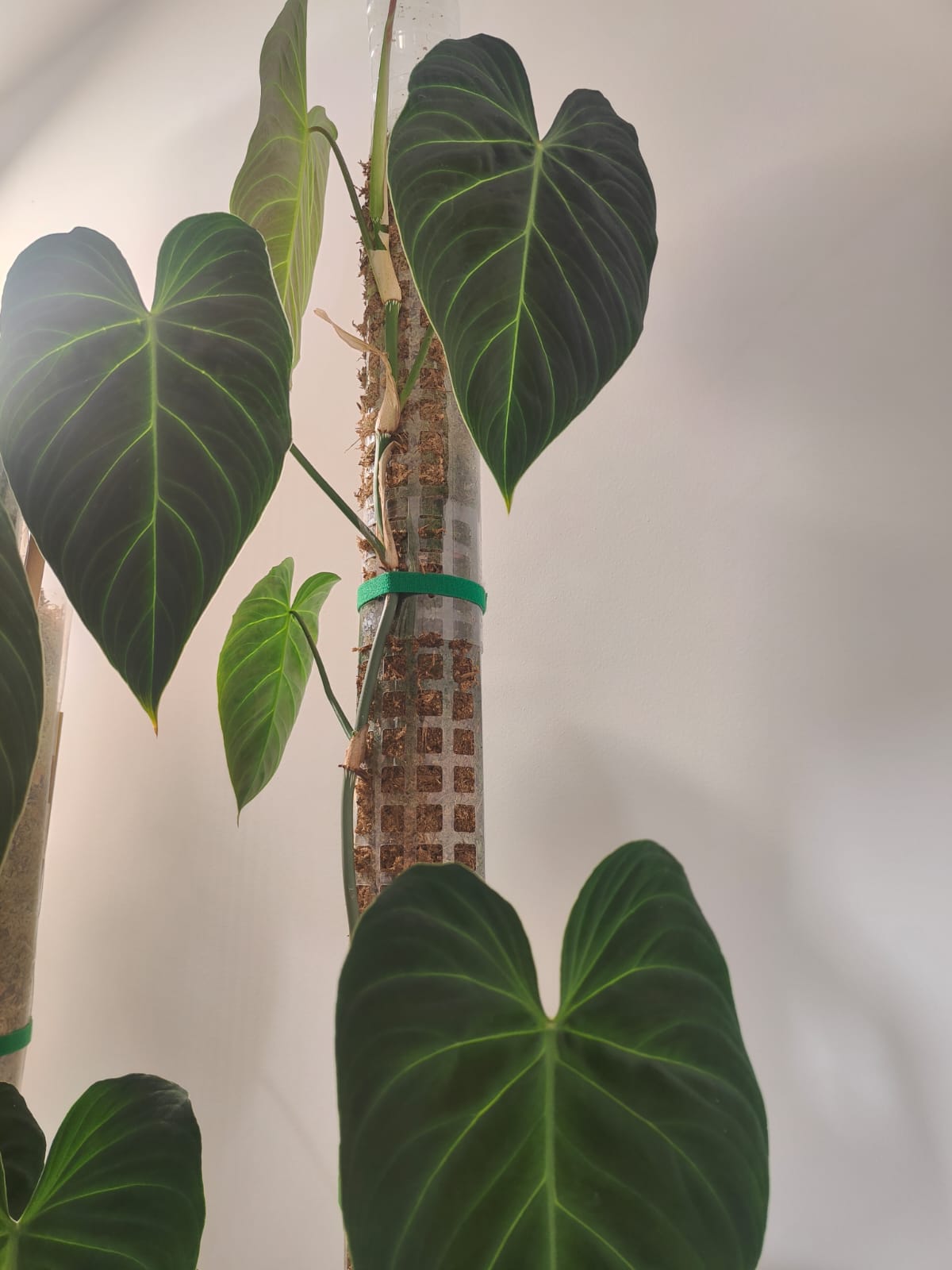 Philodendron Splendid showing velvety heart-shaped leaves