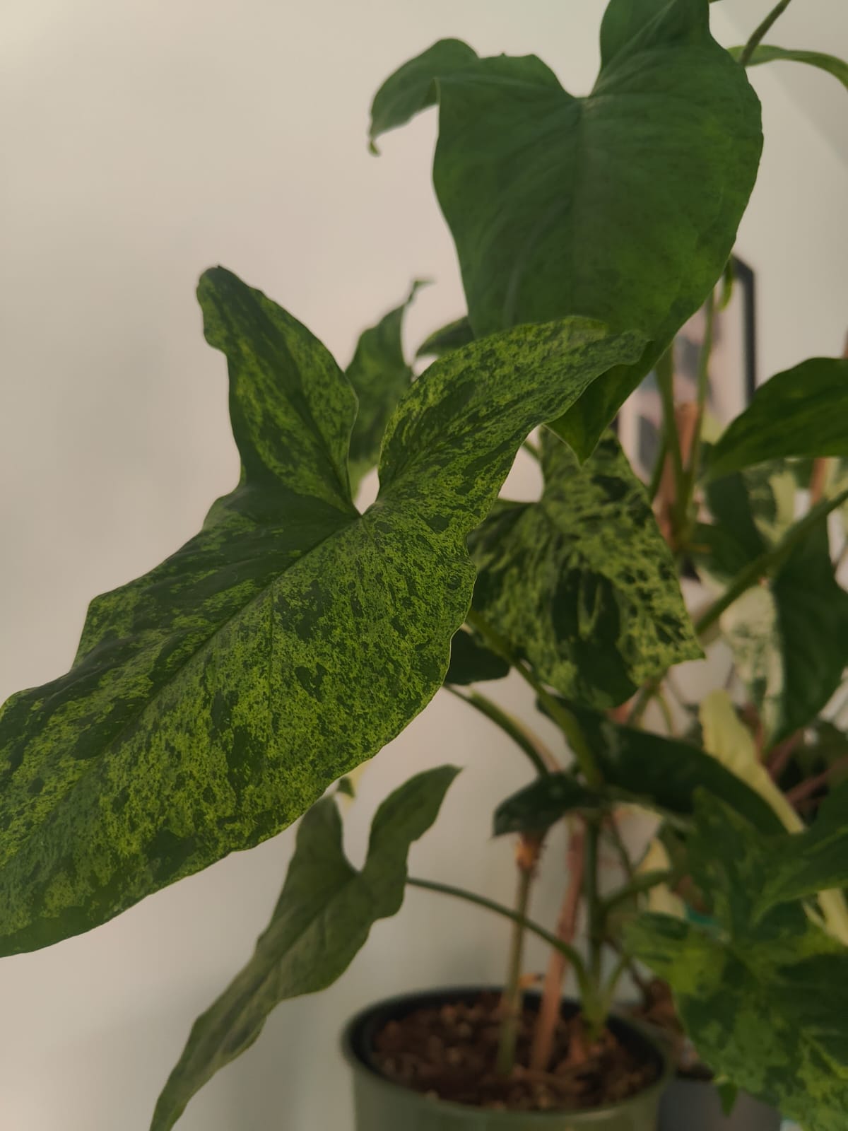 Syngonium Mojito with mottled variegation