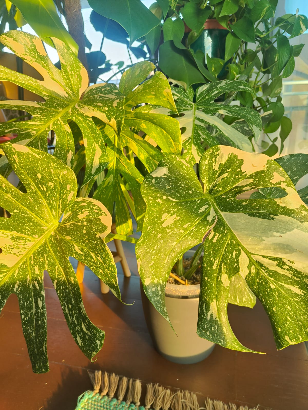 Monstera Thai Constellation with creamy variegation